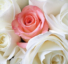 Marriage Officiate East Tennessee Jefferson City Tennessee Sevierville Tennessee Pigeon Forge Tennessee Gatlinburg Tennessee Kodak Tennessee Dandridge Tennessee White Pine Tennessee Newport Tennessee Cosby Tennessee Hartford Tennessee Townsend Tennessee Morristown Tennessee Maryville Tennessee Alcoa Tennessee Knoxville Tennessee  Corryton Tennessee Powell Tennessee